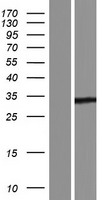 YJEFN3 Human Over-expression Lysate