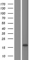 LINC02901 Human Over-expression Lysate