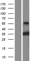 RPH3AL Human Over-expression Lysate