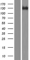 PCDH19 Human Over-expression Lysate