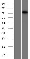 MCF2 Human Over-expression Lysate
