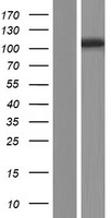 MCF2 Human Over-expression Lysate