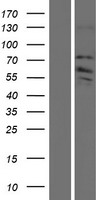 ZDHHC8 Human Over-expression Lysate
