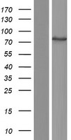 TTC39B Human Over-expression Lysate