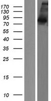 LAS1L Human Over-expression Lysate