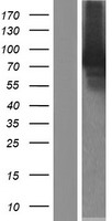 GGA1 Human Over-expression Lysate