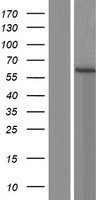 PCTAIRE2 (CDK17) Human Over-expression Lysate