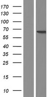 PDZD3 Human Over-expression Lysate