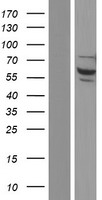 NELF (NSMF) Human Over-expression Lysate