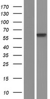 DNA Polymerase lambda (POLL) Human Over-expression Lysate