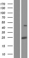 LRRC34 Human Over-expression Lysate