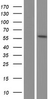 TRMT2B Human Over-expression Lysate