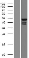 Repulsive Guidance Molecule A (RGMA) Human Over-expression Lysate
