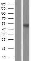 PPAR delta (PPARD) Human Over-expression Lysate