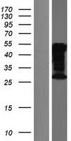 CELF3 Human Over-expression Lysate