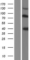Kininogen 1 (KNG1) Human Over-expression Lysate