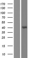 GLRA4 Human Over-expression Lysate