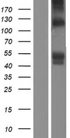 SIGLEC6 Human Over-expression Lysate