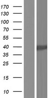 Glycogenin 1 (GYG1) Human Over-expression Lysate