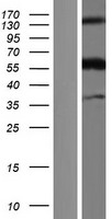 CLM 9 (CD300LG) Human Over-expression Lysate