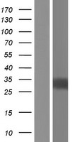 Interleukin 34 (IL34) Human Over-expression Lysate