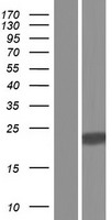 TM4SF18 Human Over-expression Lysate