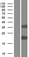 TMEM92 Human Over-expression Lysate