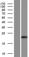 MOG1 (RANGRF) Human Over-expression Lysate