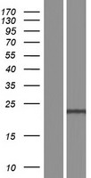 NKAIN2 Human Over-expression Lysate