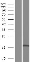 GOLGA7 Human Over-expression Lysate
