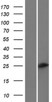 C6orf223 Human Over-expression Lysate