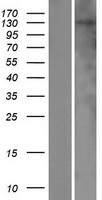 NHSL2 Human Over-expression Lysate
