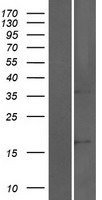 SORCS2 Human Over-expression Lysate