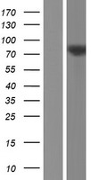 SIGLEC11 Human Over-expression Lysate