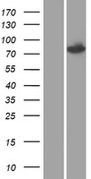 SETMAR Human Over-expression Lysate