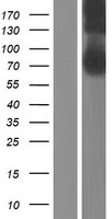 CEECAM1 (CERCAM) Human Over-expression Lysate