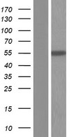 ALDH7A1 Human Over-expression Lysate