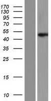 DNAJB12 Human Over-expression Lysate