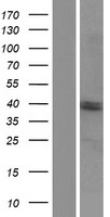 RPUSD3 Human Over-expression Lysate