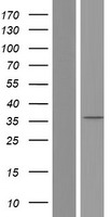 MYD88 Human Over-expression Lysate