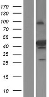 SEC14L4 Human Over-expression Lysate