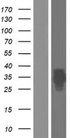AFAF (EQTN) Human Over-expression Lysate
