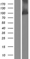 Argonaute 2 (AGO2) Human Over-expression Lysate