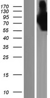 Palladin (PALLD) Human Over-expression Lysate