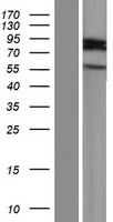 ARHGAP40 Human Over-expression Lysate