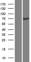 CCDC120 Human Over-expression Lysate