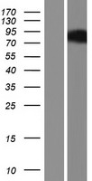 POU6F2 Human Over-expression Lysate