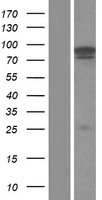 Acinus (ACIN1) Human Over-expression Lysate