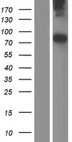 Neurofascin (NFASC) Human Over-expression Lysate