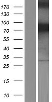 NEK11 Human Over-expression Lysate